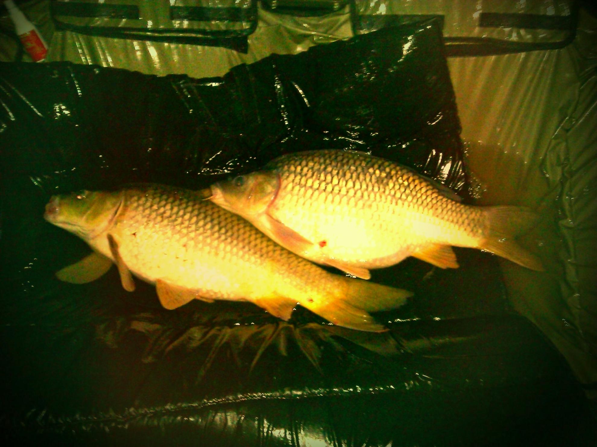 Moara Vlasiei 2 29 - 30 apr. - savedpicture65.jpg